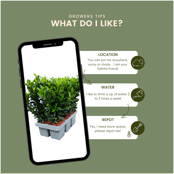 Pflegeanleitung für Euonymus japonicus Green Spire mit Details zu Standort, Gießen und Rückschnitt.