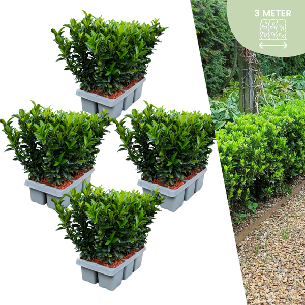 Produktbild von Euonymus japonicus Green Spire – kompakte, immergrüne Pflanze mit dichter Belaubung