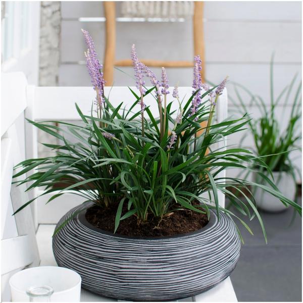 Detailaufnahme der violetten, traubenförmigen Blüten der Liriope muscari Ingwersen
