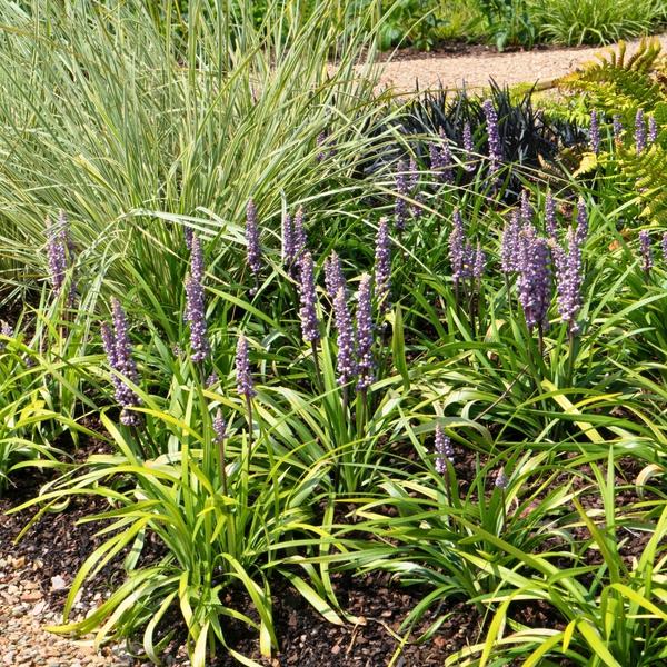 Liriope muscari im Garten mit leuchtend violetten Blütenkerzen in voller Blüte