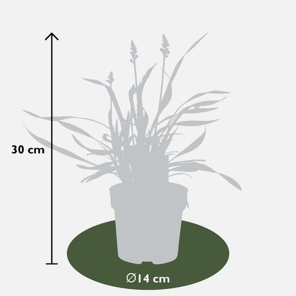 Liriope muscari Ingwersen Größenvergleich mit Maßstab, zeigt die Wuchshöhe von 25cm