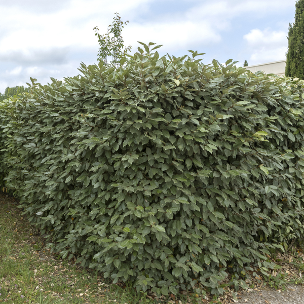 Hecke aus Großen Ölweiden