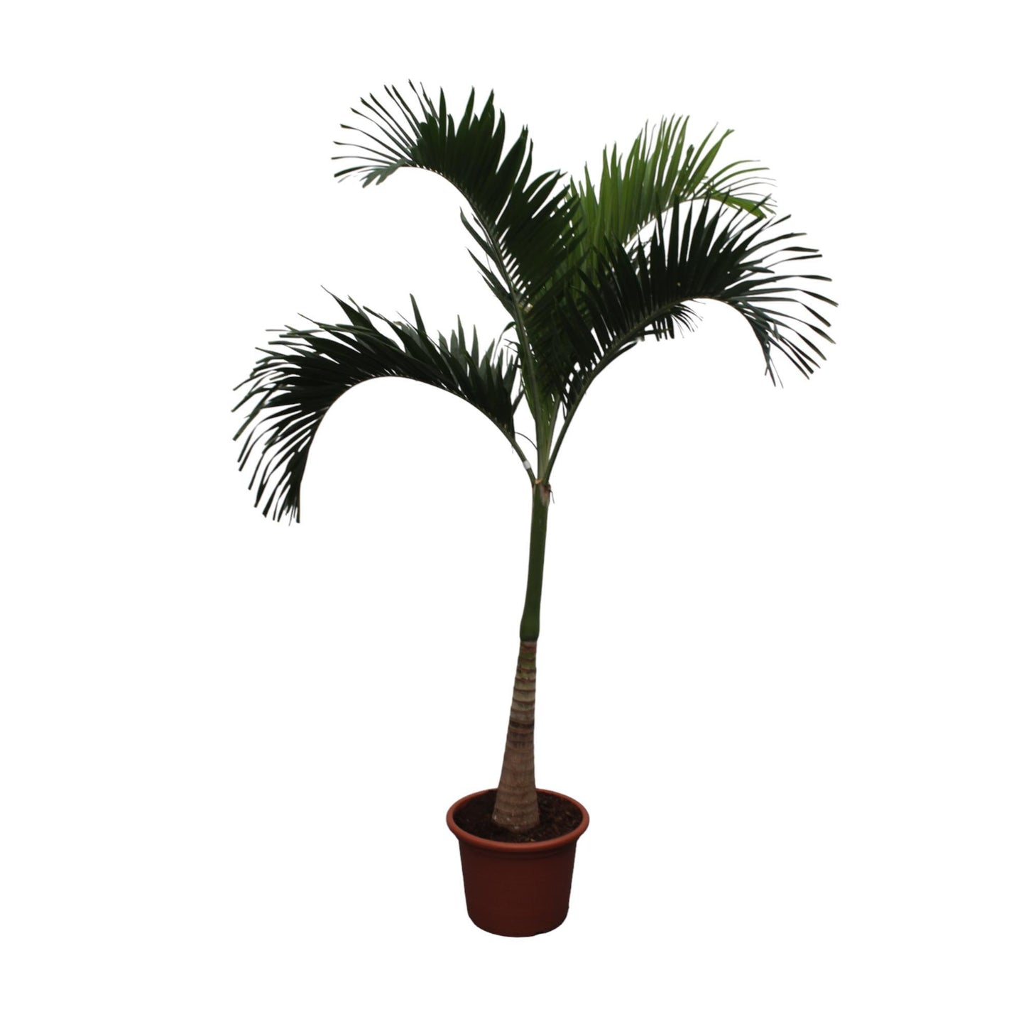 Veitchia Merrillii "Bismarckpalme" - 250 cm - ø50