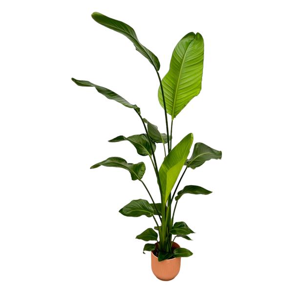 Strelitzia Nicolai mit Topf Rosa - 130 cm - Ø18