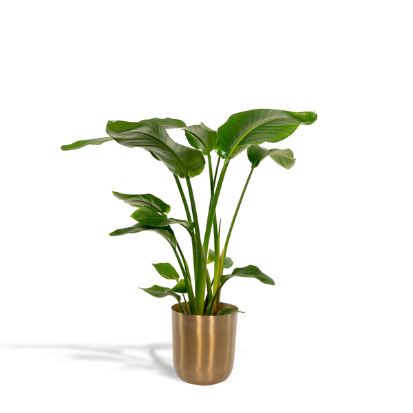 Strelitzia Nicolai - Ø19cm - ↕90cm + Topf Gold
