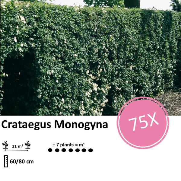 Crataegus Monogyna - Wurzelnakt - 60/80 - 75x
