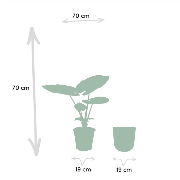 Alocasia Macrorrhiza - Ø19cm - ↕70cm + Topf Mayk Gold