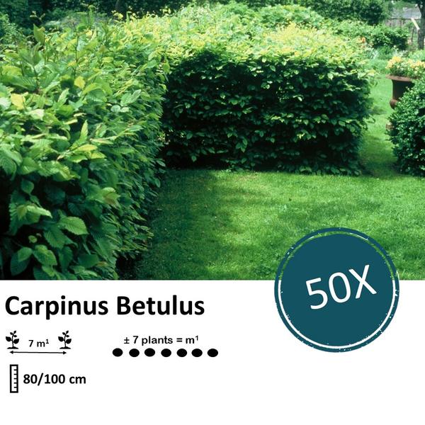 Carpinus Betulus - Wurzelnakt - 80/100 - 50x