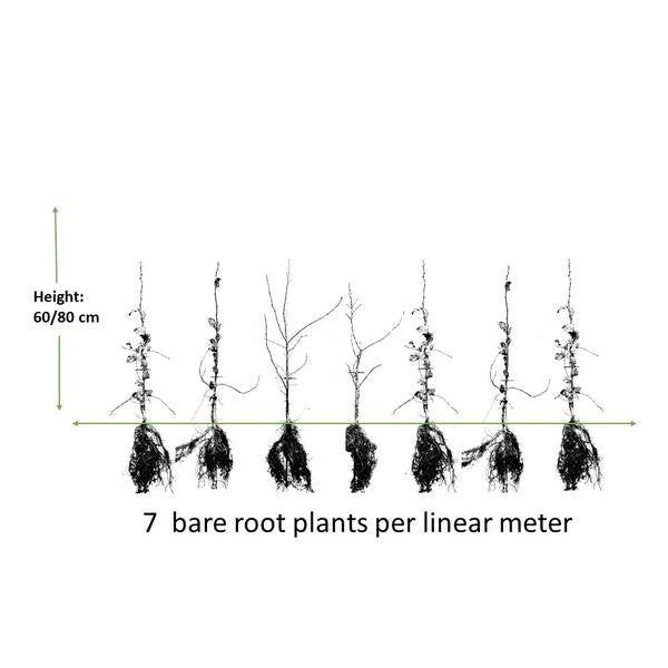 Carpinus Betulus - Wurzelnakt - 60/80 - 50x