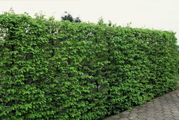 Carpinus Betulus - Wurzelnakt - 60/80 - 75x