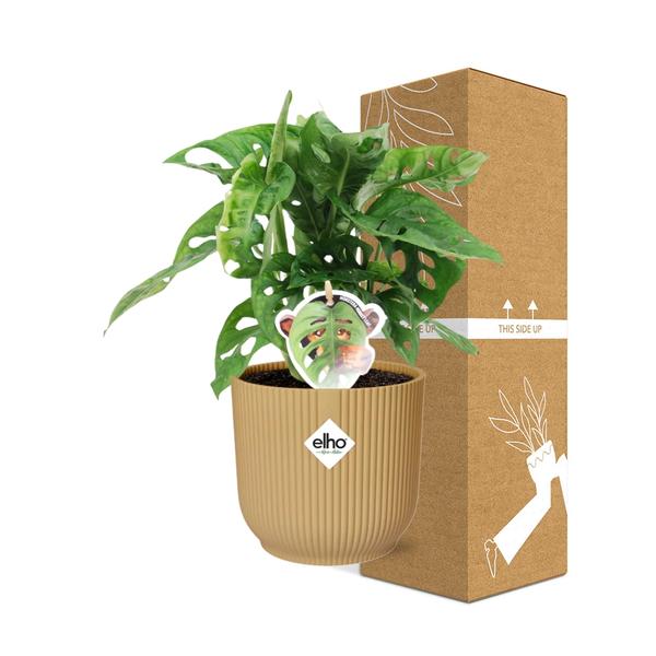 Monstera ‘Monkey Leaf’ in Topf 14cm Gelb