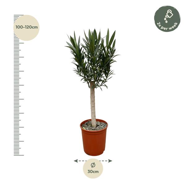 Nerium Oleander aus Stiel mir rose Blüte - 110cm - Ø22