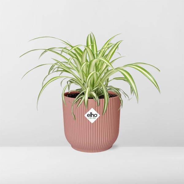 Chlorophytum Comosum Variegatum in Topf 14cm - 20cm - Rosa