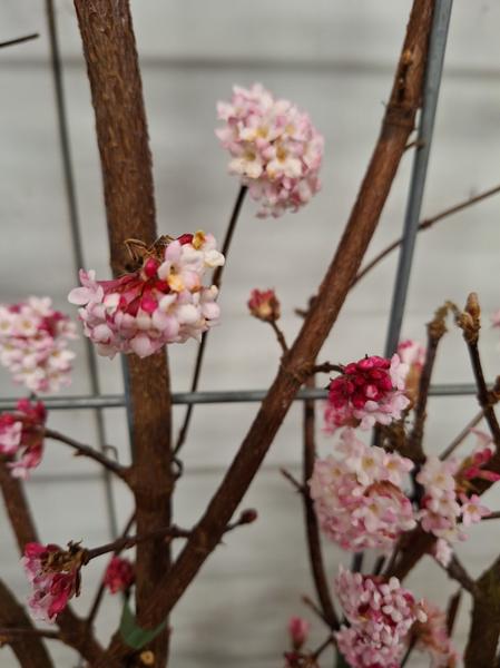 Viburnum bodn. 'Dawn' - Fertighecke - 120 x 180 cm - 1 pcs