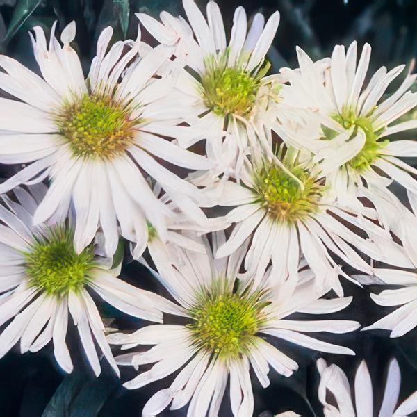 Aster ageratoides 'Ashvi' - ↕25cm - Ø9cm - 6x
