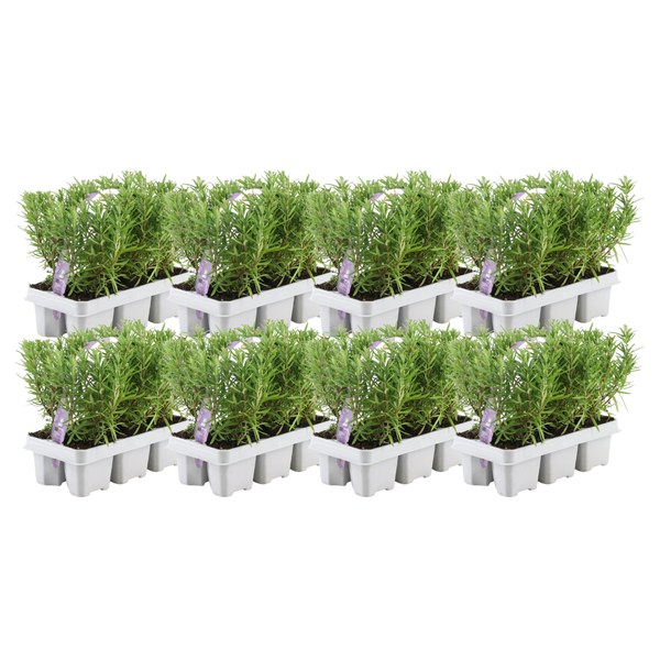 8 x 6 pack Rosmarinus officinalis - 48 x Ø7 cm - ↕25 cm