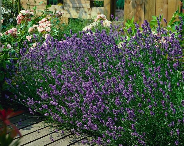 Lavendel ang. 'Munstead' - ↕10-25cm - Ø9cm - 6x