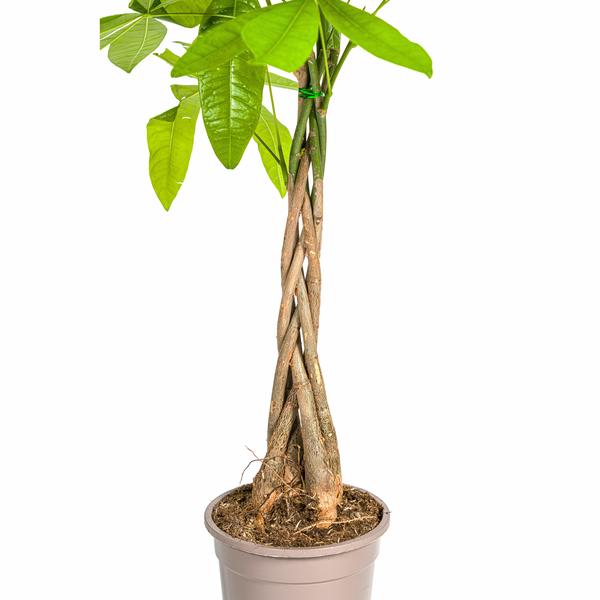 Pachira Aquatica | 80cm Glücksbaum | Premium Zimmerpflanze