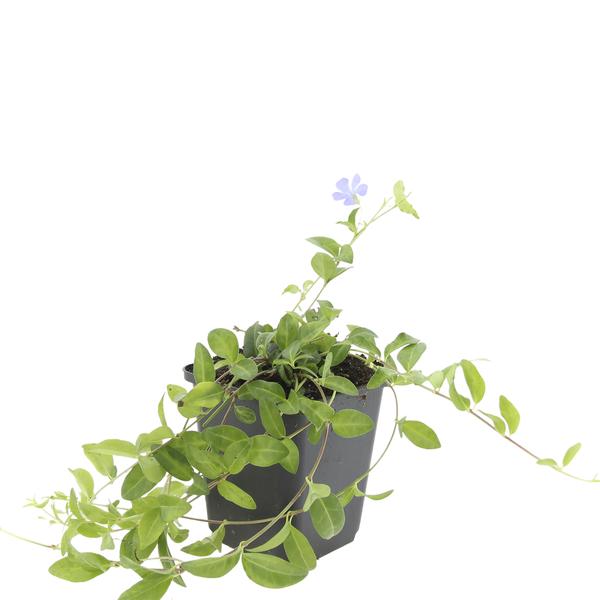 Vinca minor - ↕10-25cm - Ø9cm - 6x