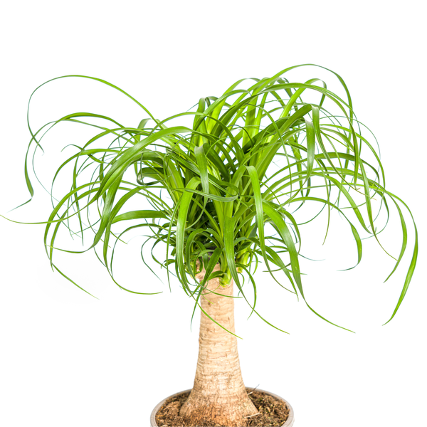 Beaucarnea Recurvata Stamm Ø17cm - ↕50cm