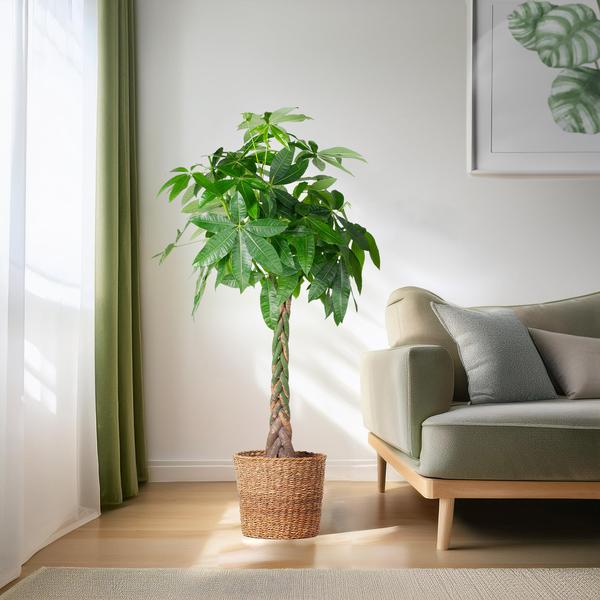 Pachira Aquatica XL mit Torun-Korb – 140 cm – Ø30