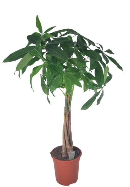 Pachira Aquatica 21 Cm - Ø21cm - ↕100cm