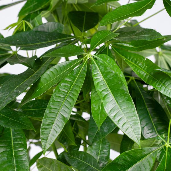 Pachira Aquatica XL mit Torun-Korb – 140 cm – Ø30