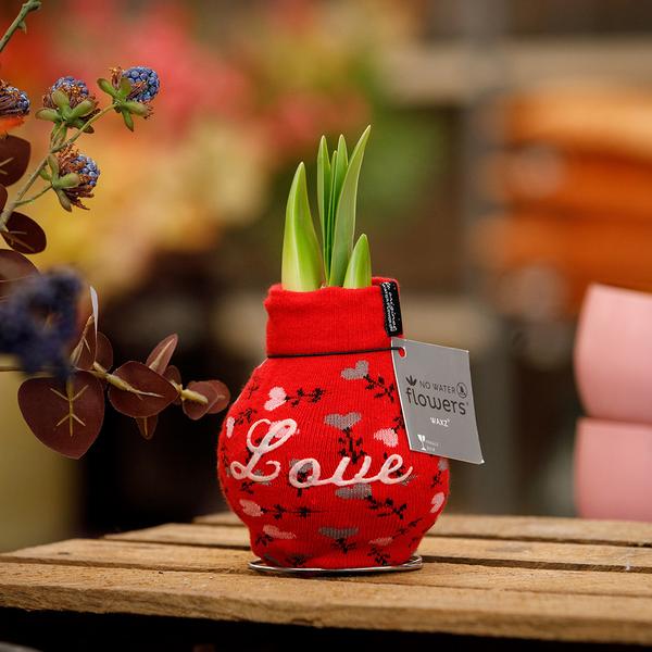 Ohne Wasser Blumen (wax amaryllis) XMAS LOVE + Rote Blumen