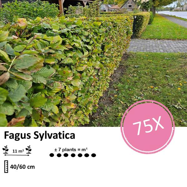 Fagus sylvatica - Wurzelnakt - 40/60 - 75x