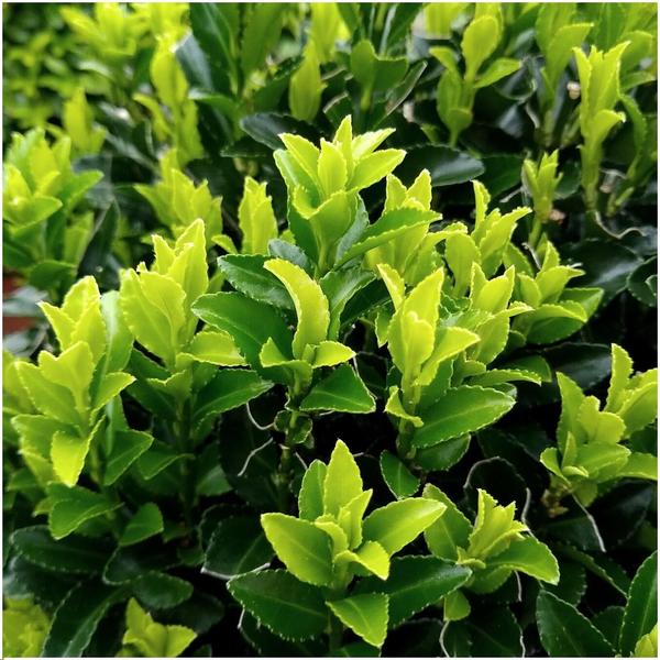 Plants by Frank - 1 Meter Grüne Spindelstrauch Hecke - Euonymus japonicus 'Green Spire' - Pflanzenset mit 6 winterharten Heckenpflanzen - Immergrüne Hecke - Direkt von der Gärtnerei geliefert