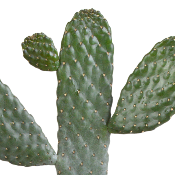 Opuntia consulae - Micky Mouse Kaktus - 17cm - ohne Topf
