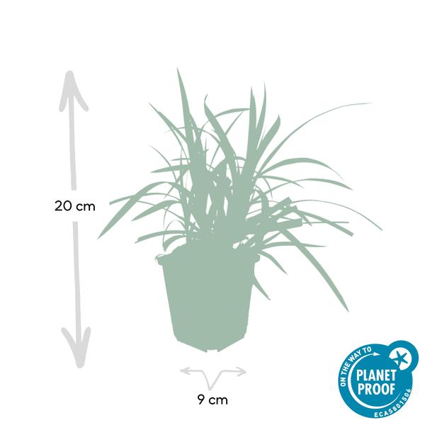 Carex morrowii 'Irish Green' - ↕10-25cm - Ø9cm - 6x