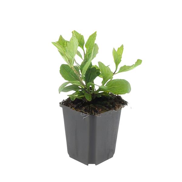 Aster ageratoides 'Asran' - ↕25cm - Ø9cm - - 6x