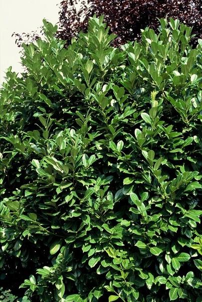 Prunus lauroceracus `Rotundifolia`- ↕30-50cm - Wurzelnakt - 25x