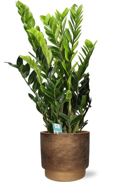 Zamioculcas Zamiifolia - Ø21cm - ↕95cm + Merel Pot D24x22cm - Gold