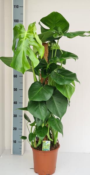 Monstera Mosstok 110 cm