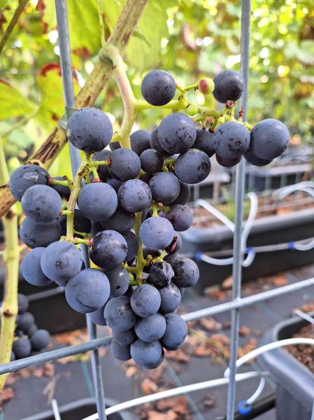 Vitis 'Boskoop Glory' - Fertighecke - 120 x 180 cm