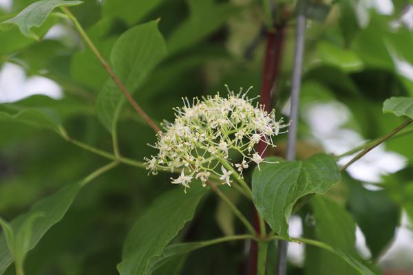 Cornus alba 'Sibirica' - Sibirische Hartriegel - Fertighecke - 120 x 180 cm - 1 Stück