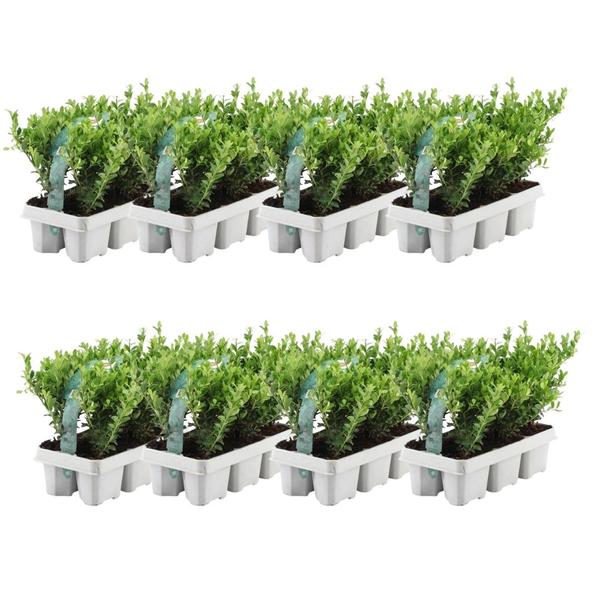 48x Ilex crenata 'Jenny' - 48 x Ø7 cm - ↕15 cm - 8 x 6 pack