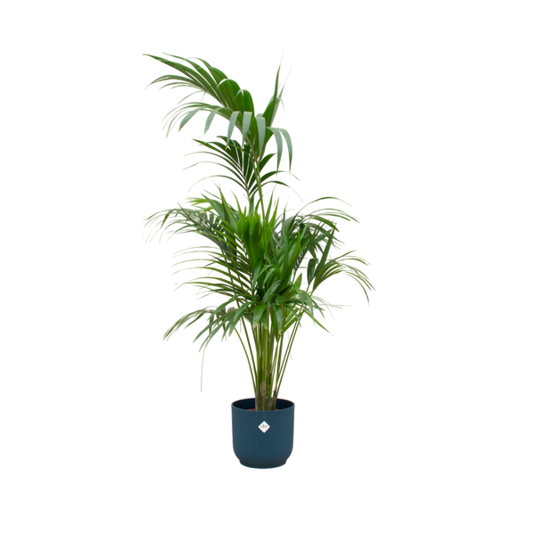 Kentia palme + Topf Blau Ø30 - 180 cm