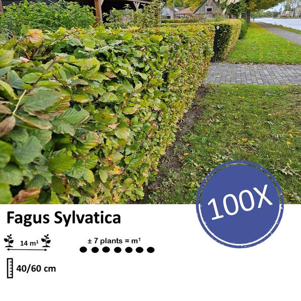 Fagus sylvatica - Wurzelnakt - 40/60 - 100x
