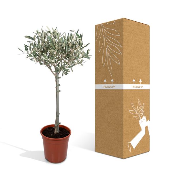 Olivenbaum - Ø19cm - ↕90cm
