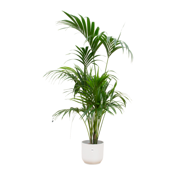 Kentia palme + Topf Weiß Ø30 - 180 cm