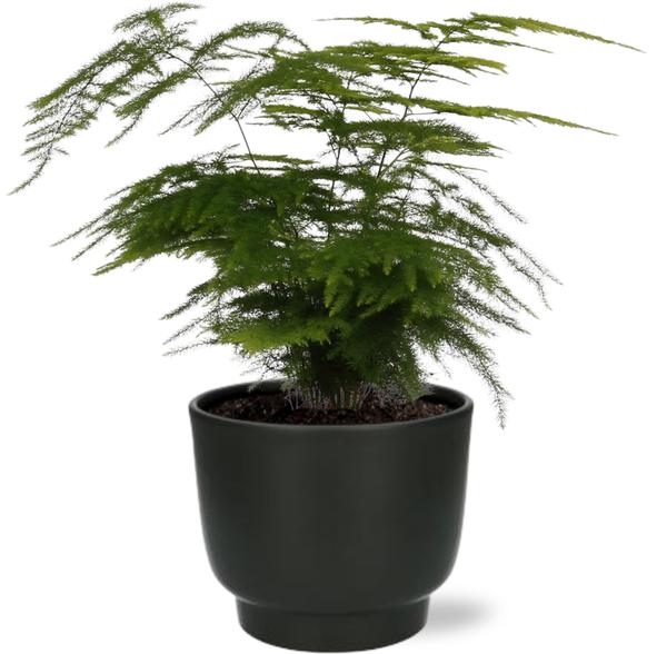 Asparagus Setaceus - Ø12cm - ↕35cm + Potenza Pot D13x11cm - Schwarz