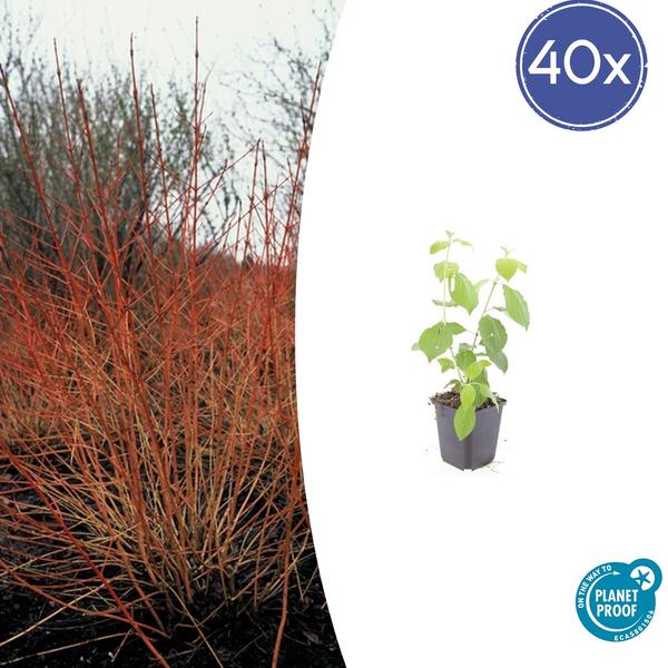 Cornus sang. 'Midwinter Fire' - ↕10-25cm - Ø9cm - 40x