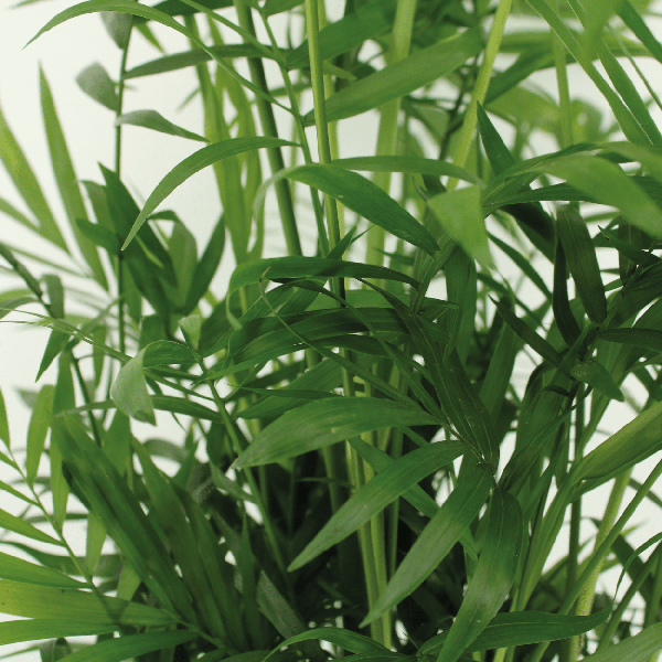 Chamaedorea Elegans (Mexikanische Bergpalme) - 2 Stücke - Ø17cm - ↕55cm