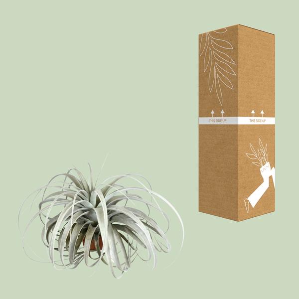 Tillandsia Xerographica - Ø45cm - ↕30cm
