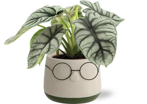Alocasia Silver Dragon - Ø12cm - ↕25-45cm + Pot Bril D13,5x9,5cm - Grün