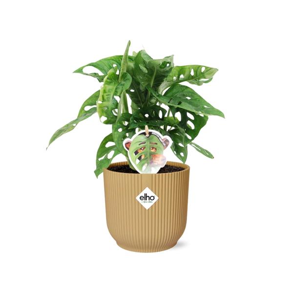 Monstera ‘Monkey Leaf’ in Topf 14cm Gelb