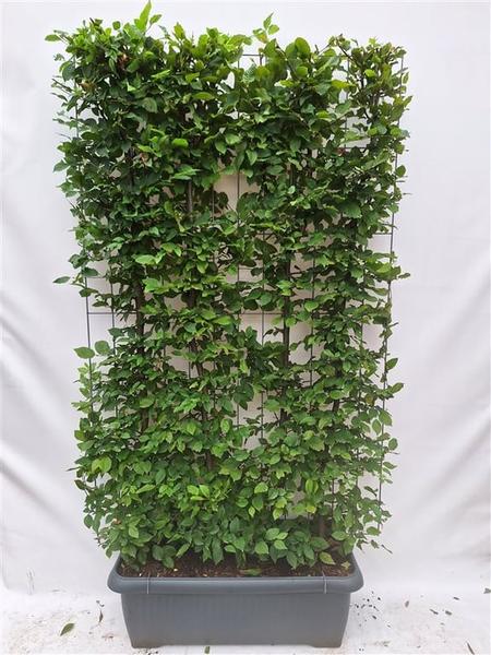 Carpinus Betulus - Hainbuche - Fertighecke - 120 x 180 cm